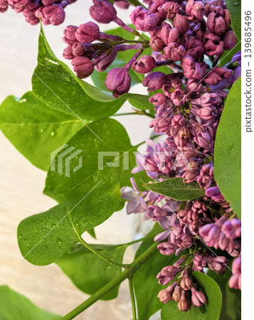Blooming lilac branch with green leaves soft background 139685496