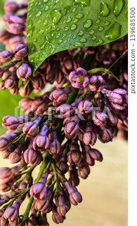 Close up lilac flowers with dew drops on leaves Close up lilac flowers with dew drops on leaves 139685500