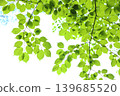 Colorful fresh green leaves [White background] [Sky background] 139685520