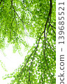Fresh green katsura leaves [White background] 139685521