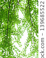 Fresh green katsura leaves [White background] 139685522