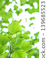 Close-up of the fresh green leaves of a tulip tree [white background] 139685523