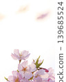 Pale pink Omoigawa cherry blossoms [White background] [Sky background] 139685524