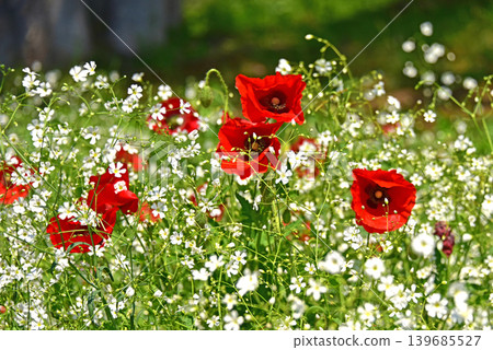 Baby's breath and vibrant poppies Baby's breath and vibrant poppies 139685527