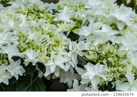 Close-up of a white hydrangea Close-up of a white hydrangea 139685674