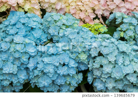 Close-up of blue and pink hydrangeas Close-up of blue and pink hydrangeas 139685679
