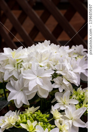 Close-up of a white hydrangea Close-up of a white hydrangea 139685697