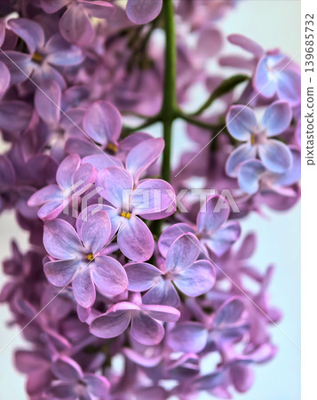 Purple Lilac Flowers In Detailed Macro Composition Purple Lilac Flowers In Detailed Macro Composition 139685732