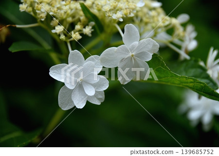 白色Hakuji繡球花 白色Hakuji繡球花 139685752