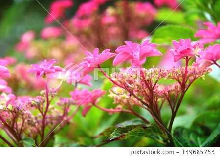 紅色繡球花 紅色繡球花 139685753