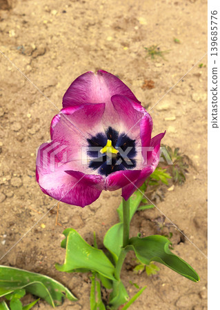 Purple Tulip Blooming On Sandy Garden Ground 139685776