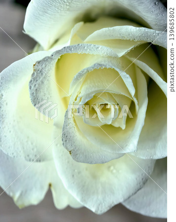 White rose petals with dew drops in soft macro close up White rose petals with dew drops in soft macro close up 139685802