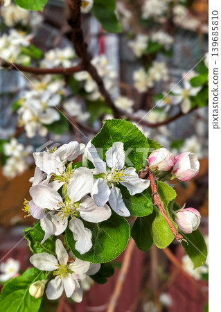 White Apple Flowers And Pink Buds In Spring 139685810