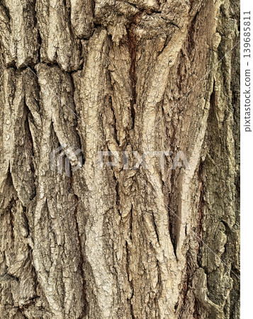 Rough Tree Bark Texture With Natural Wood Pattern 139685811