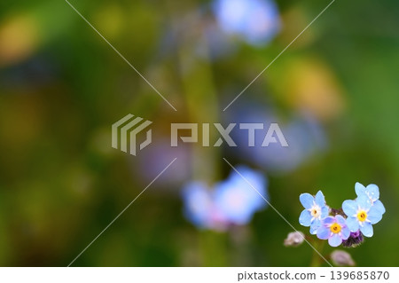 Tiny forget-me-nots swaying in the spring breeze 139685870