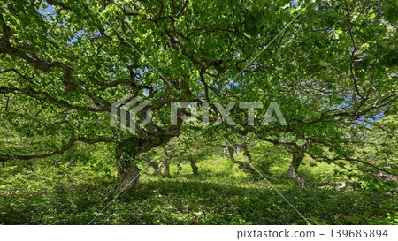 The hornbeam broadleaf tree with its vibrant new leaves. The hornbeam broadleaf tree with its vibrant new leaves. 139685894