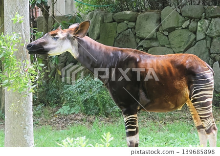 Okapi Okapi 139685898