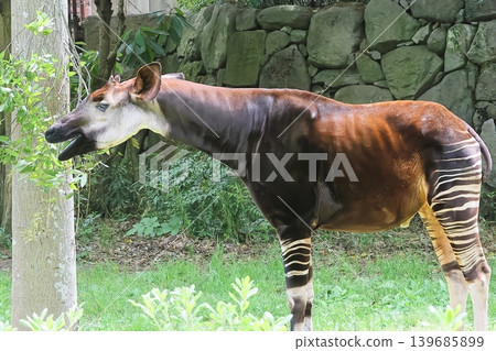 Okapi Okapi 139685899