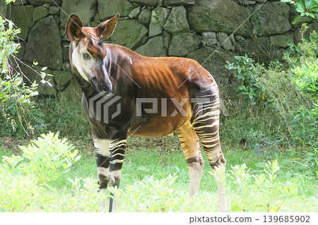 Okapi Okapi 139685902