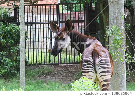 Okapi Okapi 139685904