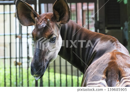 Okapi Okapi 139685905
