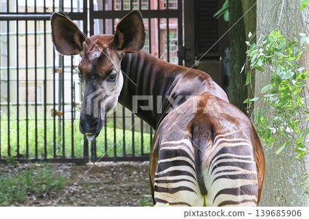 Okapi Okapi 139685906