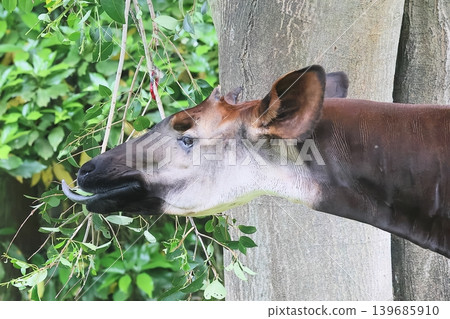 Okapi Okapi 139685910