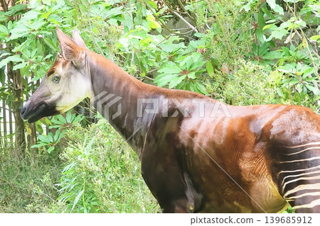 Okapi Okapi 139685912