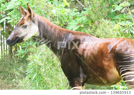 Okapi Okapi 139685913