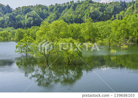 Shirakawa Lake and submerged forest in fresh greenery, Iide Town, Yamagata Prefecture Shirakawa Lake and submerged forest in fresh greenery, Iide Town, Yamagata Prefecture 139686103