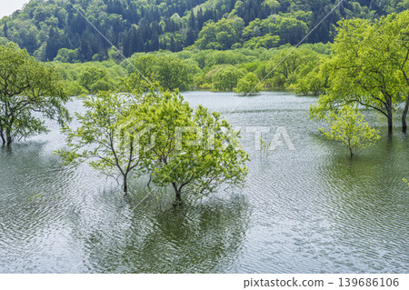 山形縣飯出町白川湖及水下森林綠意盎然 山形縣飯出町白川湖及水下森林綠意盎然 139686106
