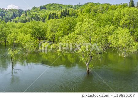 Shirakawa Lake and submerged forest in fresh greenery, Iide Town, Yamagata Prefecture 139686107
