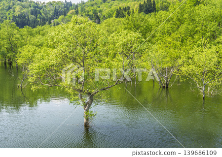山形縣飯出町白川湖及水下森林綠意盎然 山形縣飯出町白川湖及水下森林綠意盎然 139686109