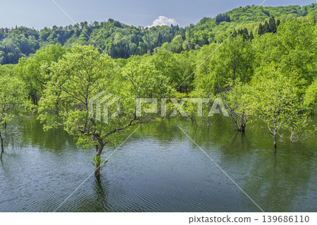 山形縣飯出町白川湖及水下森林綠意盎然 山形縣飯出町白川湖及水下森林綠意盎然 139686110