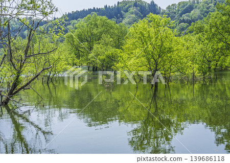 山形縣飯出町白川湖及水下森林綠意盎然 139686118