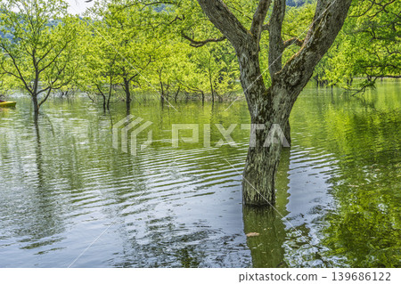 山形縣飯出町白川湖及水下森林綠意盎然 139686122