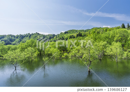 山形縣飯出町白川湖及水下森林綠意盎然 139686127