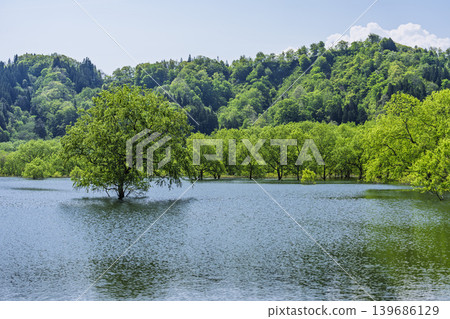 Shirakawa Lake and submerged forest in fresh greenery, Iide Town, Yamagata Prefecture Shirakawa Lake and submerged forest in fresh greenery, Iide Town, Yamagata Prefecture 139686129