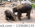 happy two babe elephant play together in nature 139686139