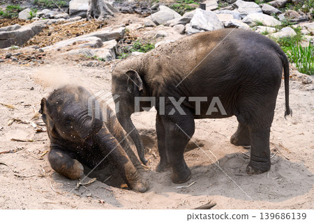 happy two babe elephant play together in nature happy two babe elephant play together in nature 139686139