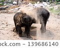 happy two babe elephant play together in nature 139686140