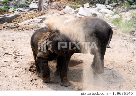 happy two babe elephant play together in nature happy two babe elephant play together in nature 139686140