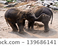 happy two babe elephant play together in nature 139686141
