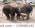 happy two babe elephant play together in nature 139686142