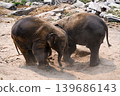 happy two babe elephant play together in nature 139686143