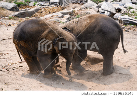 happy two babe elephant play together in nature happy two babe elephant play together in nature 139686143