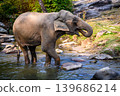 elephant walk cross river in the wild 139686214