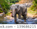 elephant walk cross river in the wild 139686215