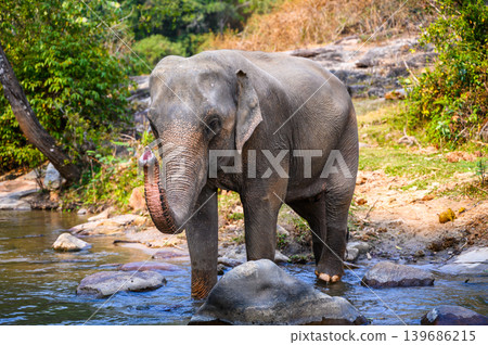 elephant walk cross river in the wild elephant walk cross river in the wild 139686215
