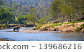 elephant walk cross river in the wild 139686216